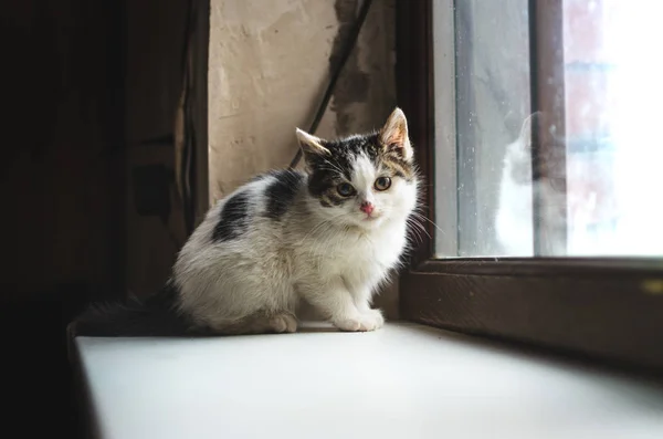 Mütevazı bir evsiz kedi yavrusu, onu barındıran sıcak bir evde güneşleniyor. — Stok fotoğraf