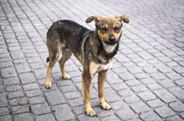 Güzel küçük bir köpek. Kulakları kıvrık bir köpek. Şehir merkezindeki gri bir fayansın üzerinde basit bir arka planda.
