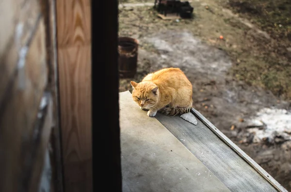 Rojo asustado gato callejero se sienta en el techo de alguien más casa — Foto de Stock