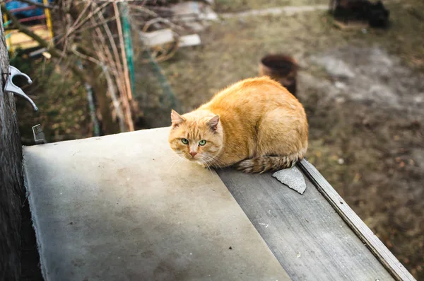 Červená vyděšená toulavá kočka sedí na střeše cizího domu — Stock fotografie