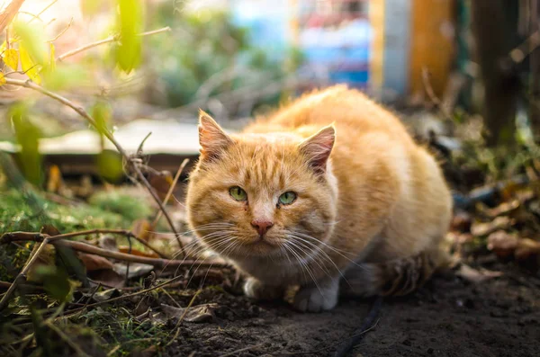 Porträt einer roten Katze im Garten im Hinterhof eines Landhauses — Stockfoto