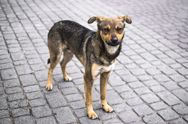 Hermoso perro pequeño un perro con orejas plegables sobre un fondo simple sobre una baldosa gris en el centro de la ciudad — Foto de Stock