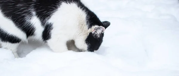 黒と白の猫は雪の中で何かを探している。バナーの形で写真. — ストック写真