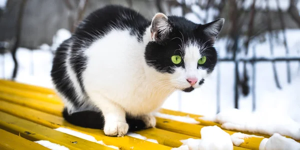 Gato preto e branco em um banco amarelo brilhante na neve em tempo frio perto de um prédio de apartamentos — Fotografia de Stock