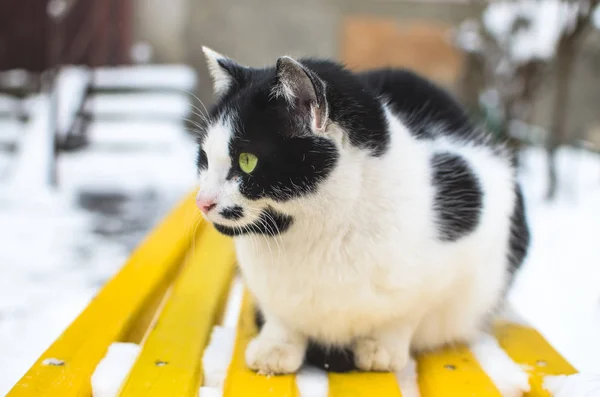 Gato preto e branco em um banco amarelo brilhante na neve em tempo frio perto de um prédio de apartamentos — Fotografia de Stock