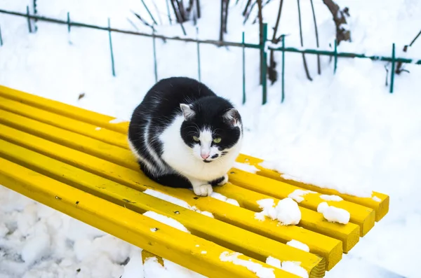 Schwarz-weiße Katze auf einer gelben hellen Bank im Schnee bei kaltem Wetter in der Nähe eines Mehrfamilienhauses — Stockfoto
