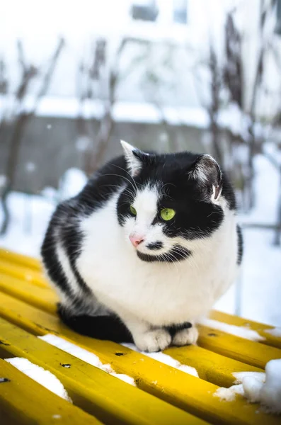 추운 날씨에 아파트 건물 근처 눈 속의 노랗고 밝은 의자에 앉아 있는 흑백 고양이 — 스톡 사진