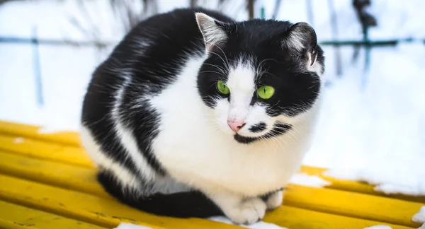 Siyah beyaz kedi, sarı parlak bir bankta soğuk havada bir apartmanın yanında. — Stok fotoğraf