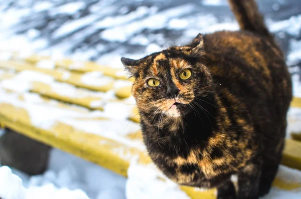 Siyah-kırmızı kedi karlara atlamak üzere komik bir fotoğraf portresi — Stok fotoğraf