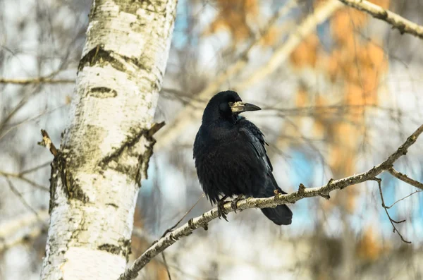 Gagak hitam yang cantik dan besar duduk di cabang dalam cuaca musim dingin yang dingin, latar belakang cerah yang indah — Stok Foto