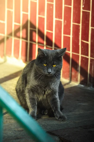Szürke macska közel a bejárathoz a napsütésben vicces nyalogatja az ajkait, vicces mém fotó — Stock Fotó