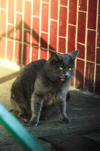 Gatto grigio vicino all'ingresso sotto il sole lecca divertenti le labbra, divertente meme foto — Foto Stock