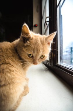 Pencerenin kenarındaki küçük ve mütevazı kırmızı kedi yavrusu. Evdeki geniş açılı kamerada parlak bir portre.
