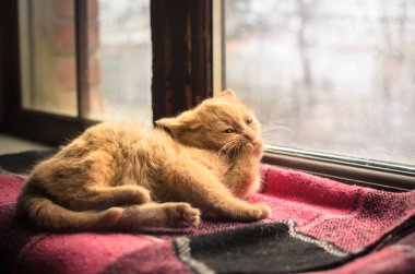 Kırmızı küçük kedi yavrusu pencerenin yanındaki pencere pervazında bir battaniye yıkıyor. Arkası buz gibi..