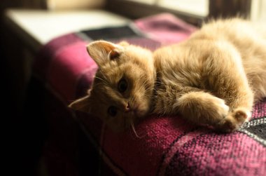 Sıcak bir ev ortamında, pencerenin kenarındaki ekose üzerinde dinlenen kedi yavrusu ve aşağı bakıyor.