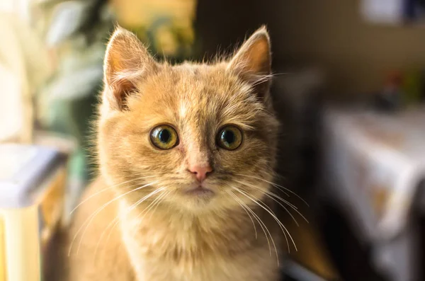 Piccolo gattino zenzero sul davanzale della finestra, ritratto luminoso a casa — Foto Stock