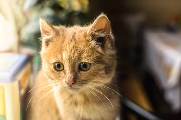 Kis vörös cica az ablakpárkányon, fényes portré otthon. — Stock Fotó