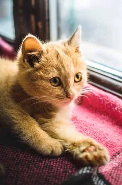 Маленький красный котёнок лежит и лежит на одеяле на подоконнике рядом с окном, за которым холодно. — стоковое фото
