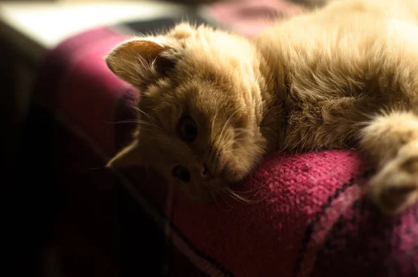 Gatinho descansando em uma xadrez em um peitoril da janela em um ambiente acolhedor em casa e olhando para baixo — Fotografia de Stock