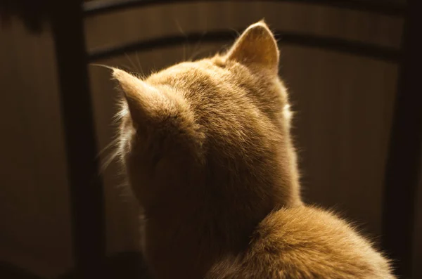 Silhueta de um gatinho de gengibre em casa das costas — Fotografia de Stock
