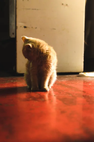 Little ginger kitten is washing herself in a beautiful warm light on the floor — ストック写真
