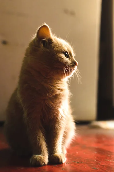 Little red kitten on the kitchen floor makes funny faces, photos for memes, bright warm silhouette — ストック写真