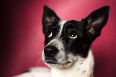 Suçlu köpek Basenji basit bir kırmızı arka plan, portre