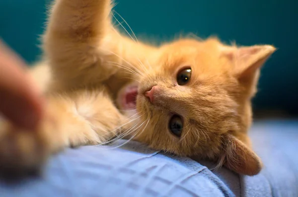 Kızgın bir kızıl kedi yavrusu, ağzı açık, parlak bir akuamarin arka planda sivri dişlerini gösteriyor. Bir adamın eline saldırıyor. — Stok fotoğraf