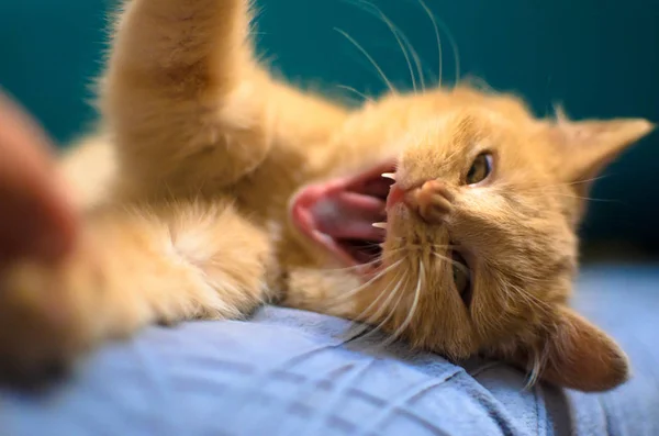 Kızgın bir kızıl kedi yavrusu, ağzı açık, parlak bir akuamarin arka planda sivri dişlerini gösteriyor. Bir adamın eline saldırıyor. — Stok fotoğraf
