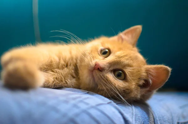 Červené kotě na jasném akvamarínovém pozadí leží na pohovce a vypadá roztomile — Stock fotografie