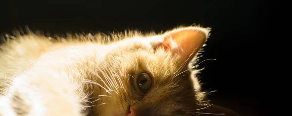 Portrait détaillé d'un chaton roux avec une silhouette brillante sur fond noir sous la forme d'une bannière — Photo