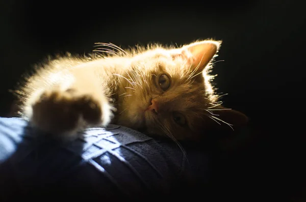 Retrato detalhado de um gatinho de gengibre com uma silhueta brilhante brilhante em um fundo preto — Fotografia de Stock