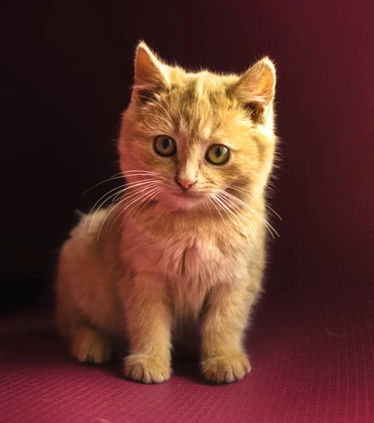 一只红头发的、毛茸茸的小猫咪坐在美丽的红色背景上 — 图库照片