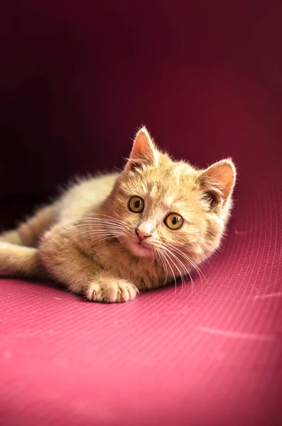 可爱的小姜汁猫躺在红色干净的背景上，肖像画 — 图库照片
