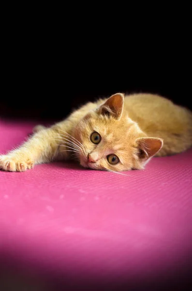 Şirin kırmızı kedi yavrusu mor bir arka planda yatıyor. — Stok fotoğraf