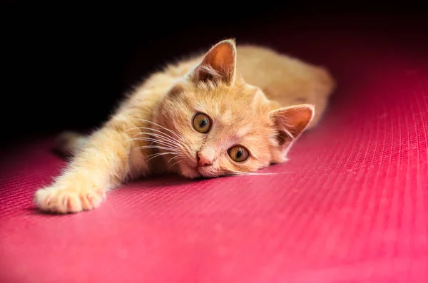 Kırmızı, temiz bir arkaplanda uzanan küçük, oyuncu bir kedi yavrusu, portre fotoğrafı. — Stok fotoğraf