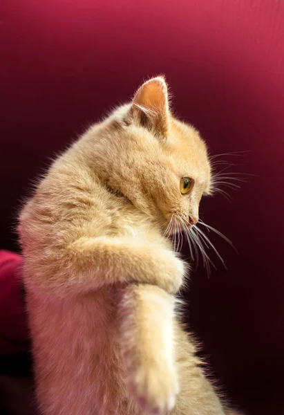 Petit chaton gingembre ludique est joué sur un fond rouge — Photo