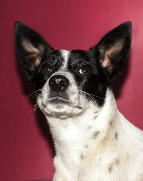 Basenji cão em um simples fundo vermelho, foto retrato com flash — Fotografia de Stock