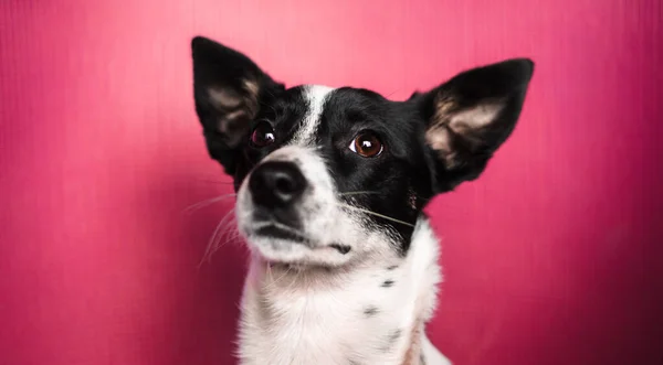 Cão Basenji com orelhas grandes em um belo fundo vermelho simples, retrato ilustrativo — Fotografia de Stock