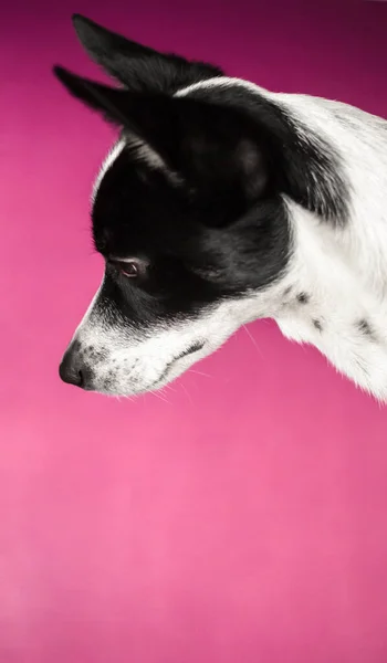 Cão Basenji com orelhas grandes olha para baixo, foto retrato em um fundo roxo agradável simples — Fotografia de Stock