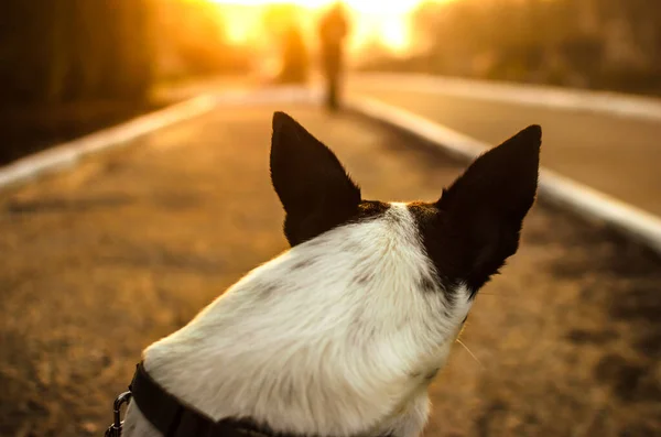 美しいシルエットの夕日の犬は通りの距離を見て、背中からbasenjiの肖像画 — ストック写真