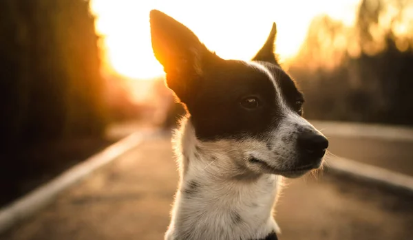 美しいシルエットが美しい夕日の犬、ベース寺の肖像画 — ストック写真
