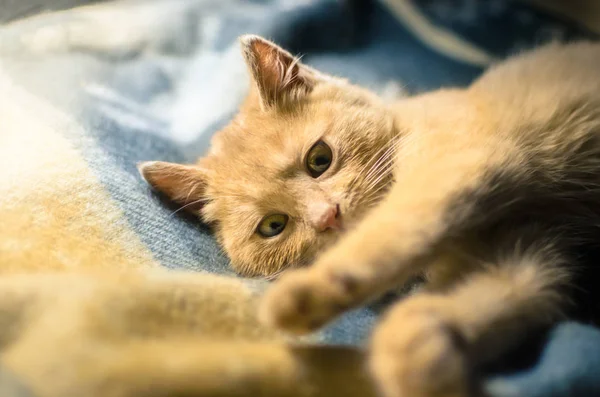 Yumuşak bir ekose üzerinde küçük kırmızı bir kedi yavrusu. Evdeki samimi bir portre resmi. — Stok fotoğraf