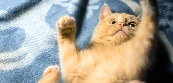 Um gatinho de gengibre pequeno e muito brincalhão em uma xadrez macio, uma foto retrato aconchegante na forma de uma bandeira em um ambiente doméstico em — Fotografia de Stock