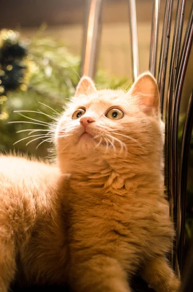 Удивленный маленький рыжий котенок, портретное фото на фоне елки — стоковое фото