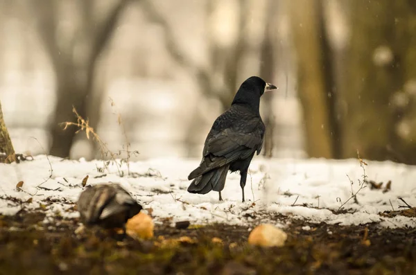 Wildkrähen suchen an einem kalten Wintertag auf dem Boden nach Nahrung — Stockfoto