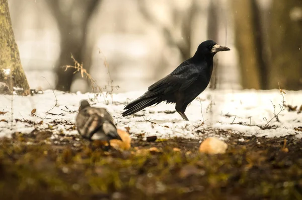 Rook salvaje buscando comida en el suelo en un frío día de invierno —  Fotos de Stock