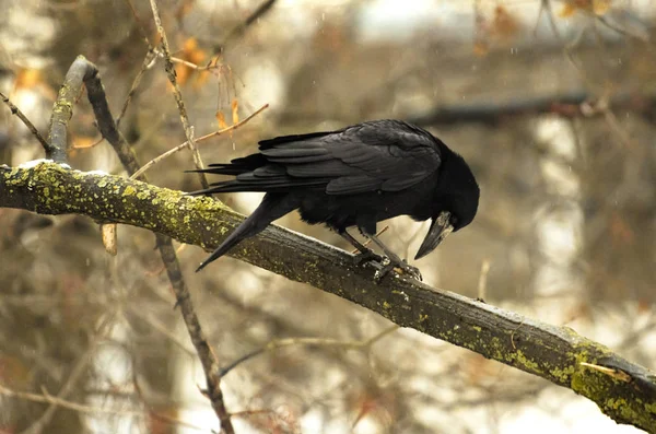 Wild rook eats its prey on a branch in the cold — 스톡 사진