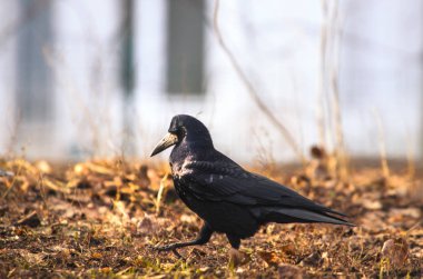Kale kuşu güzel bir arka planda bir yerlerde koşar, fotoğraf odaklı ve keskindir.