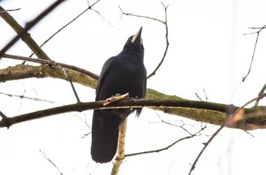 Kale bir dala oturur ve yemeğini tutar.
